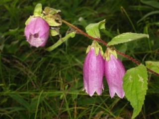 �x�m�������̖쑐�@Album