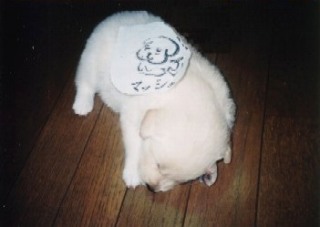 �}�b�V���̋L�^�@Album