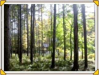 富士見高原別荘暮らし　H　Ｓｅｌｅｃｔｉｏｎ